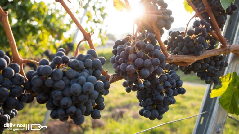 01-Regiones vinícolas más importantes del mundo